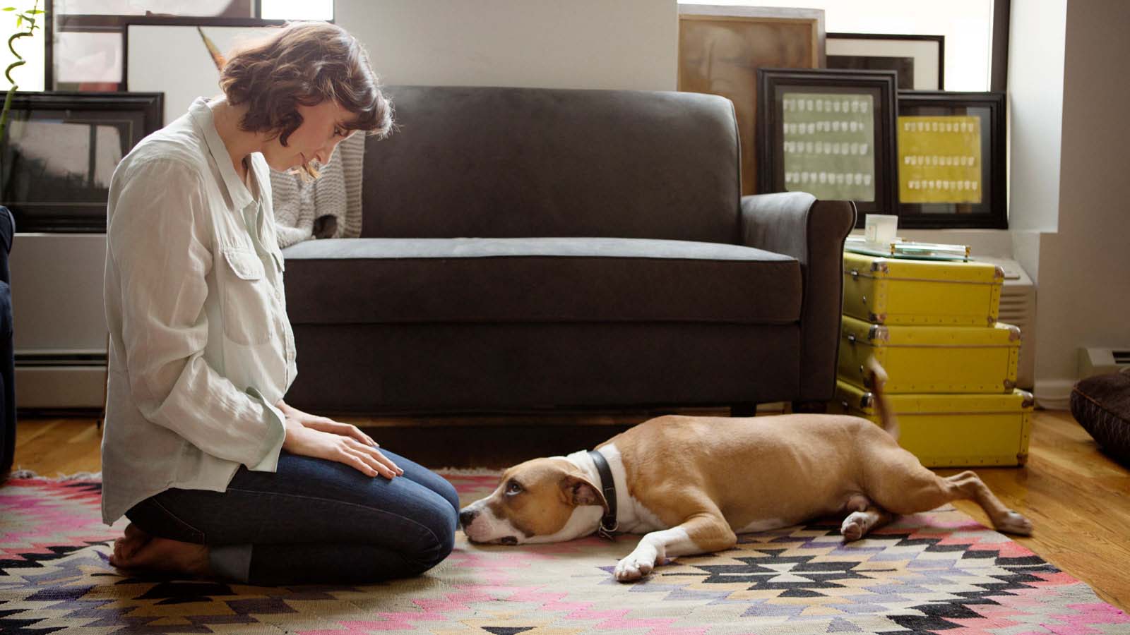 The Ultimate Guide to Removing Pet Stains from Carpets The Hobart